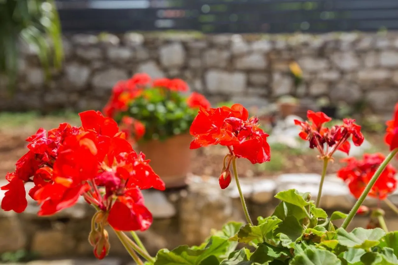 Apartment Laureta Porec